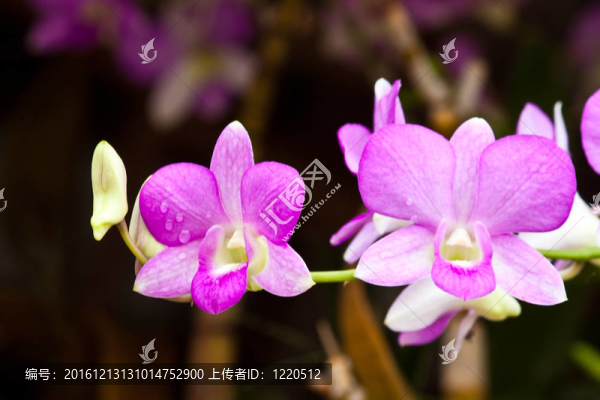 美麗的紫色蘭花