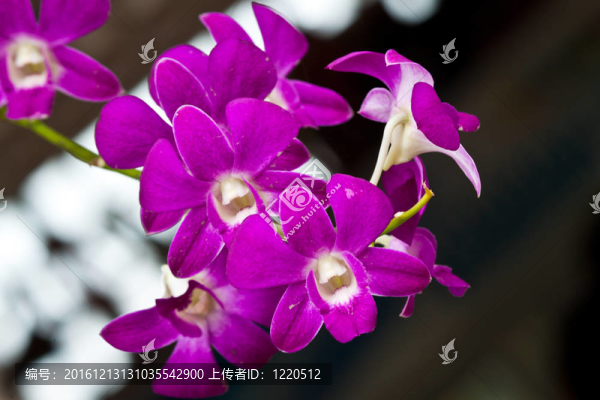 美麗的紫色蘭花