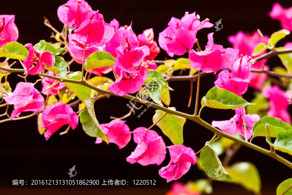 一束三角梅