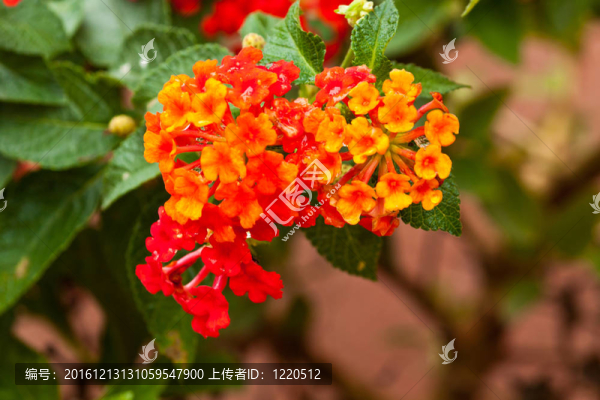 美麗的春天的花朵