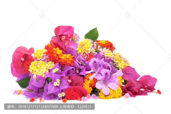 春天的花朵
