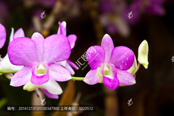 美麗的紫色蘭花