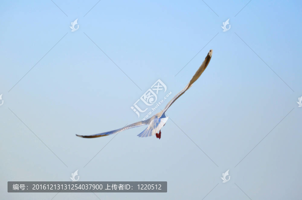 對(duì)灰翅鷗大飛行（海鷗）與prostr