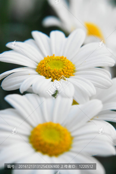 雛菊