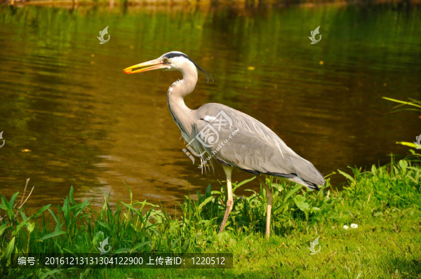 大藍(lán)站在湖邊的公園吃鷺