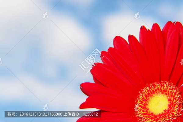 非洲菊