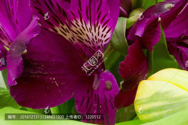 紫色的Alstroemeria,Flowers