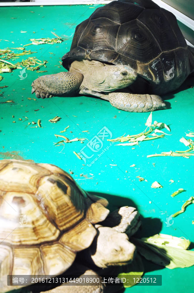 大海龜