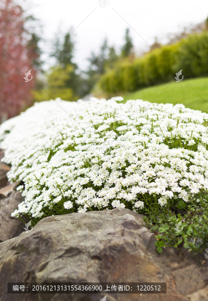 White,Flowers在巖石區(qū)上的道路