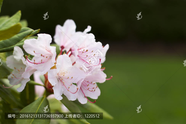 州花華盛頓杜鵑