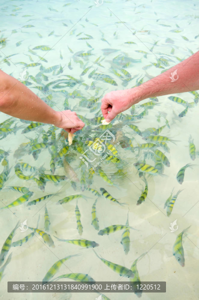 喂魚(yú)淺水
