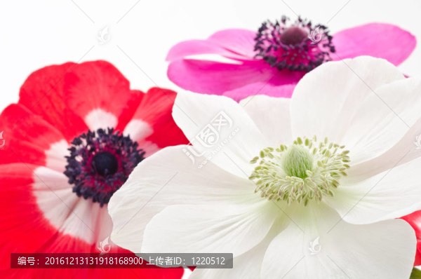 三牡丹花
