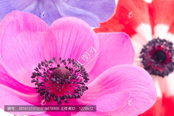 明亮的牡丹花