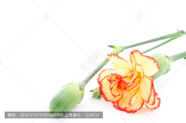 雙色的康乃馨