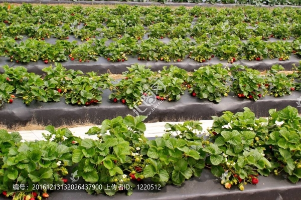 Strawberry補(bǔ)丁-,2