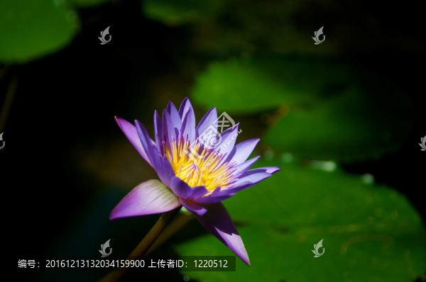 美麗的紫色蓮花