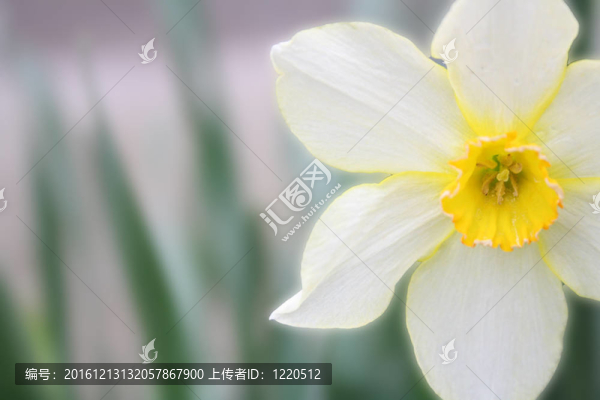 美麗的黃色的花