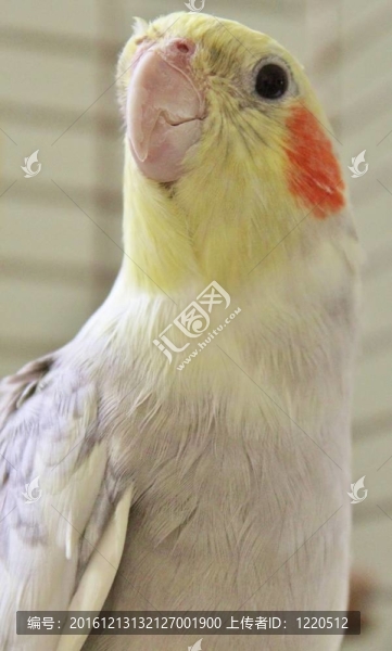 五顏六色的鸚鵡