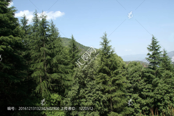 樹前-匯圖網(wǎng) fosd68.com 樹前