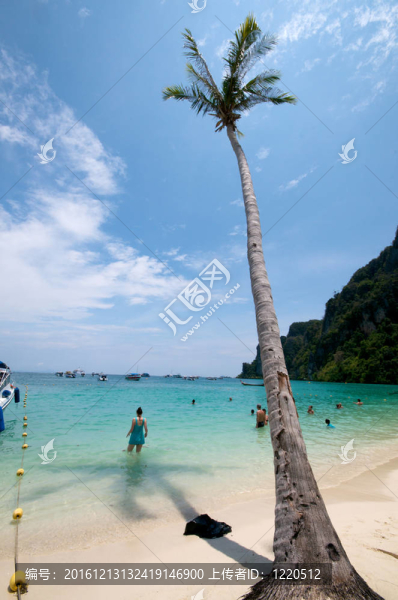 海灘棕櫚樹
