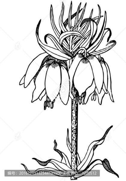 植物花貝母