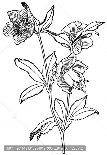 植物綠藜蘆