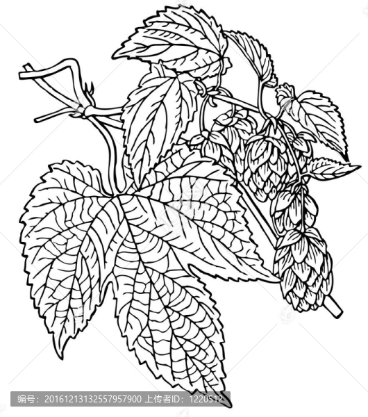 植物啤酒花