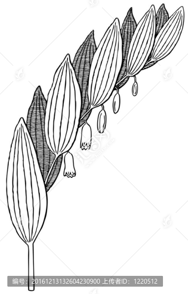 植物玉竹