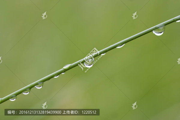 草葉上的露珠