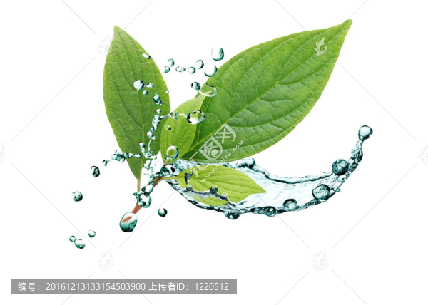 在水中的葉子