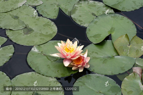 水百合