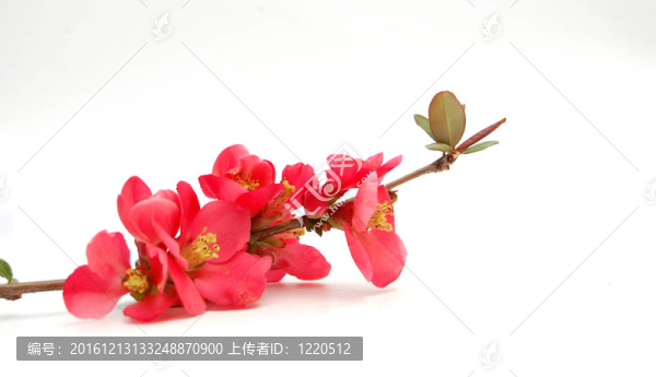 粉紅色的花