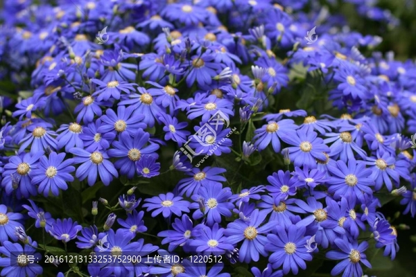 瓜葉菊