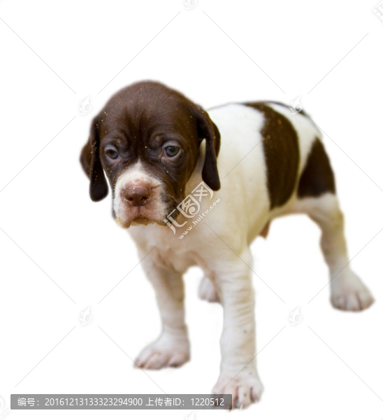 純種犬