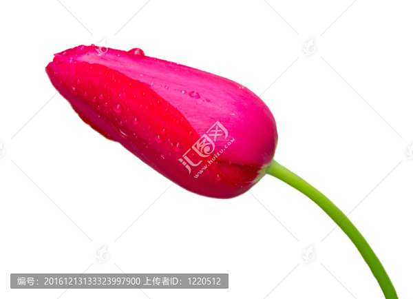特寫鏡頭的白色背景的郁金香，玫瑰