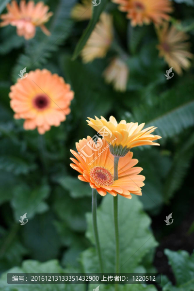 herbera雛菊