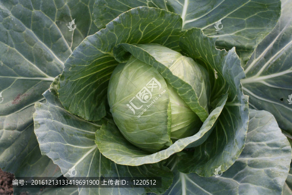 青菜頭