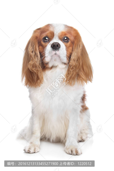 查爾斯王小獵犬blenh