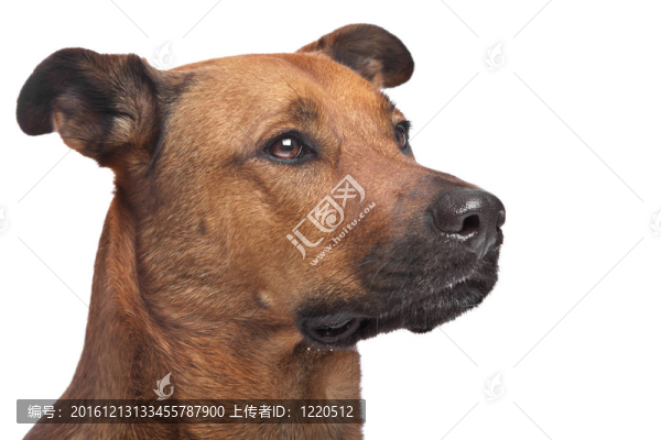 混合品種的狗