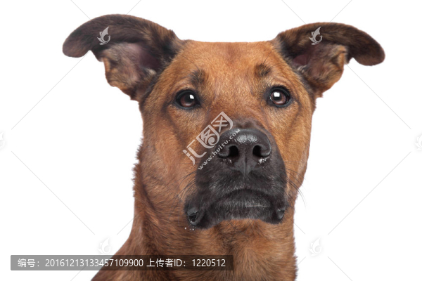 混合品種的狗