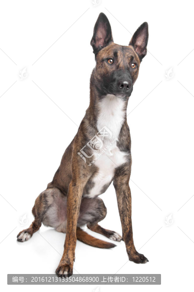 比利時牧羊犬馬里努阿犬