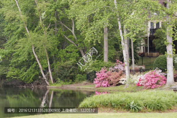 杜鵑花盛開在萊克賽德