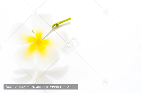 Frangipani,Spa,Flowers,-雞蛋-你的TE區(qū)鈍