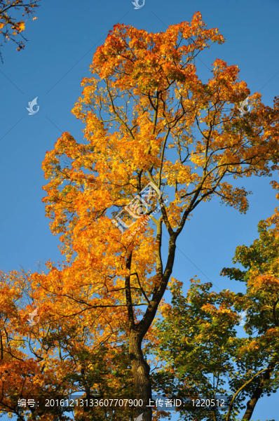 愛上富爾達(dá)的藍(lán)天黃紅楓林；黑森州；Ger