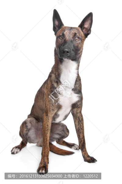 比利時牧羊犬馬里努阿犬