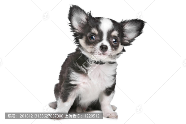 長毛奇瓦瓦小狗