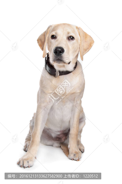 黃Labrador