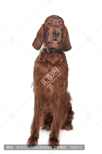 愛(ài)爾蘭雪達(dá)犬