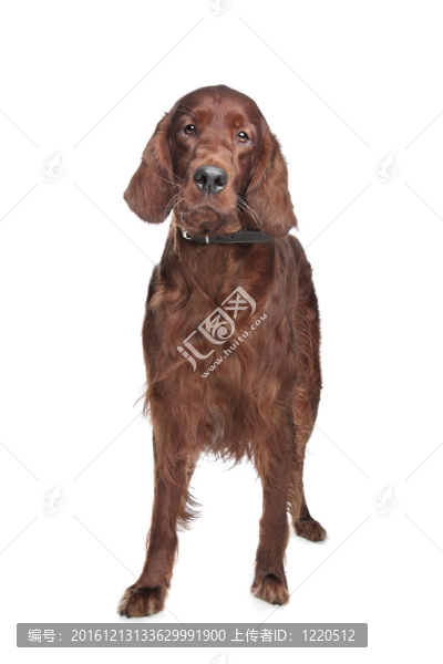 愛爾蘭雪達犬