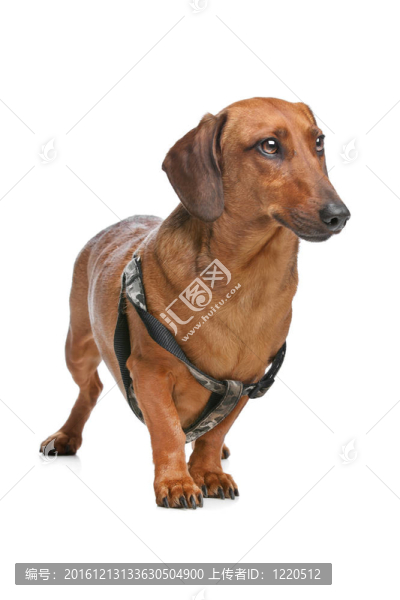 臘腸犬